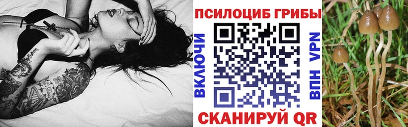 Псилоцибиновые грибы MAGIC MUSHROOMS  кракен как зайти  Чаплыгин 